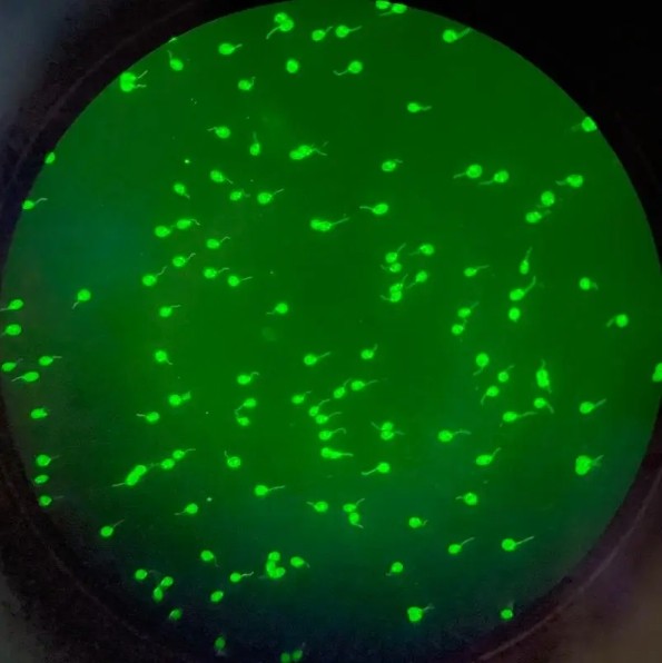 熒光分析圖像 熒光分析圖像