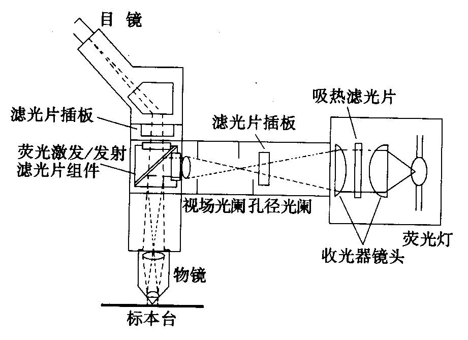 熒光顯微鏡光學系統 熒光顯微鏡光學系統