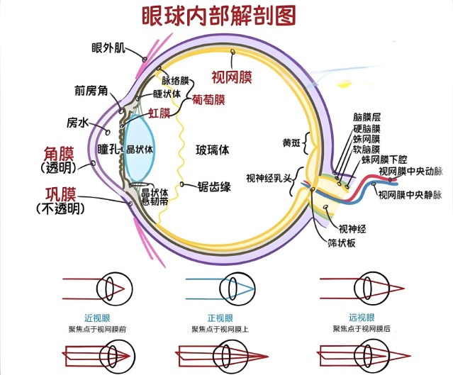 視網膜眼科中不同波長濾光片的應用 視網膜眼科中不同波長濾光片的應用