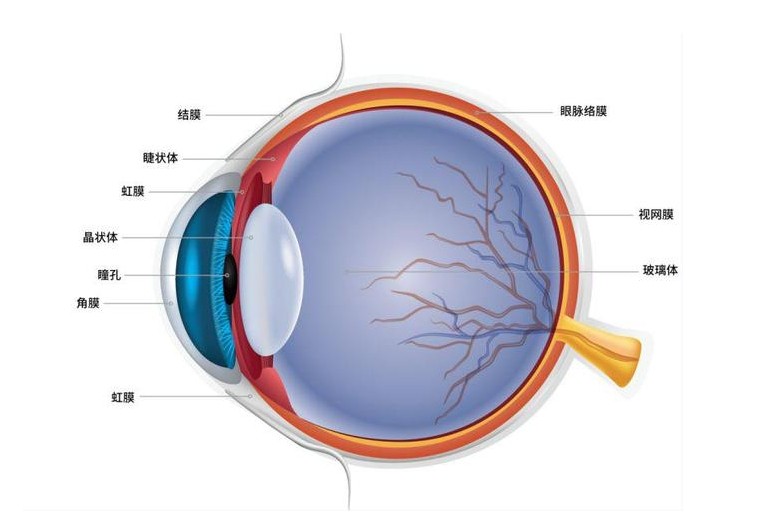 眼睛結構圖 眼睛結構圖
