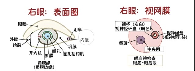 眼睛視網膜 眼睛視網膜