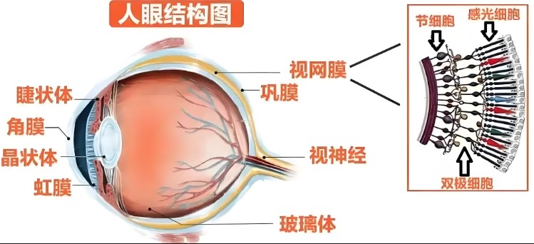 人眼結構圖 人眼結構圖